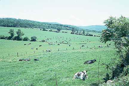 Dairy farm in Cheshire (27 kB JPEG)