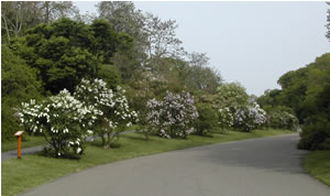 Arboretum lilacs
